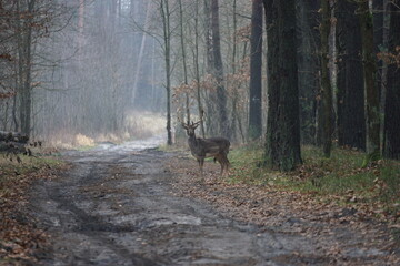 Samiec daniela (sarna) stoi na lesnej drodze © Piotrek J.