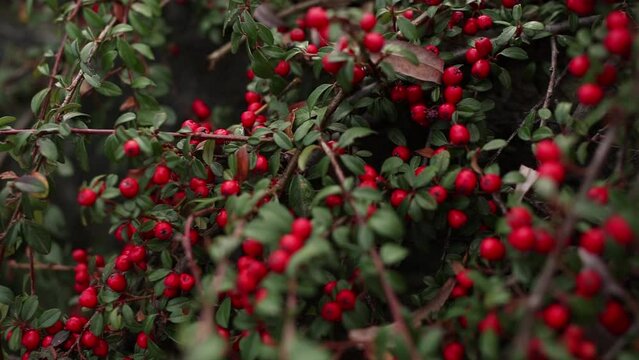 bush of red berries in the garden in autumn