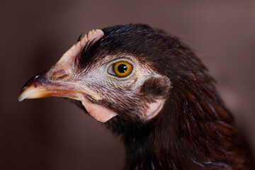 A brown chicken with a brown background