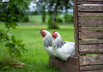 chicken on farm