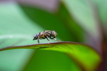 A yellow and black insect on the leaf