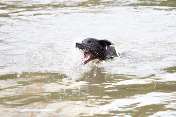 A dog playing on the water
