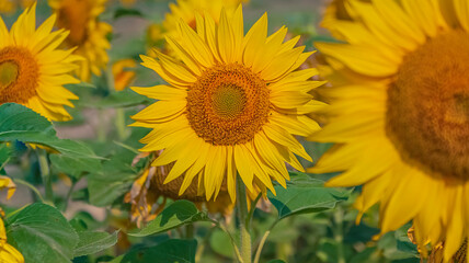 Fleur de tournesol dans un champs.	