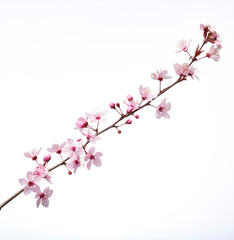 Single pink cherry blossom branch with pink flowers and buds. Macro shot of almond blossom or sakura branch with pink flowers, leaves and petals. 