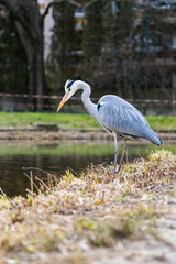 Héron au bord de la mare du Jardin des Plantes au cœur de Montpellier (Occitanie, France)