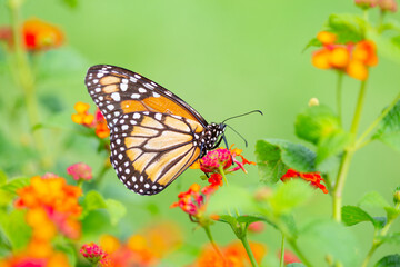 A monarch butterfly on the colored flowers