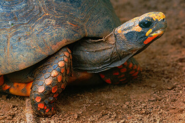 red-footed tortoise on the ground