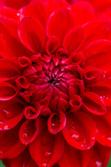 Blooming red dahlia in drops of rain macro photography on a summer day. Garden dahlia with water drops on a bright red petals closeup photo in summer. Scarlet flower on a rainy day.	