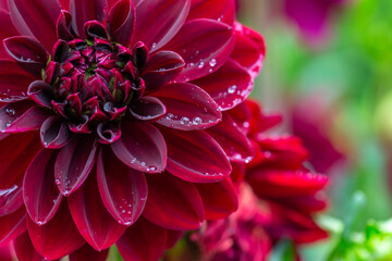 Blooming dark red dahlia in drops of rain macro photography on a summer day. Garden dahlia with water drops on a dark red petals closeup photo in summer. Garden flower on a rainy day.	