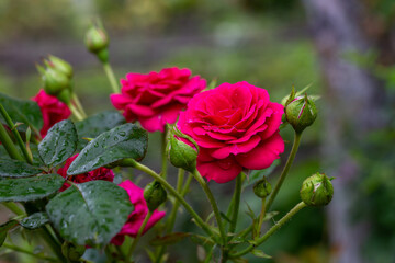 Blooming red rose flower macro photography on a sunny summer day. Garden rose with red petals close-up photo in the summertime. Scarlet rosa floral background.	