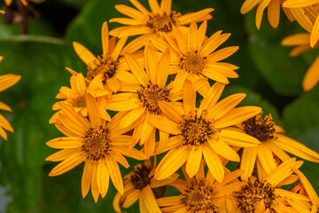 Blooming yellow leopardplant flower on a green background on a summer day macro photography. Blooming summer ragwort flower with yellow petals close-up photo in summertime.