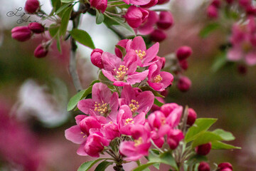 Cherry Tree Blossoms