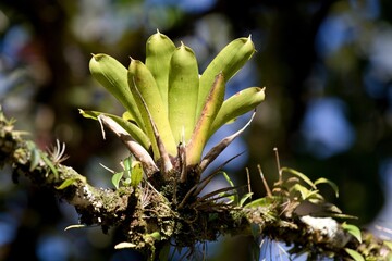 Landscape in the Aripo Mountains. Bromeliad.Trinidad and Tobago.