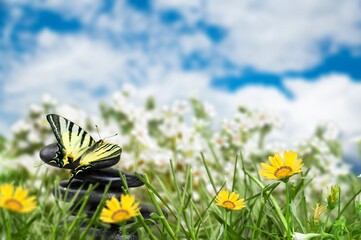 Harmony of Life Concept. Butterfly on the Pebble Stone Stack in Garden.