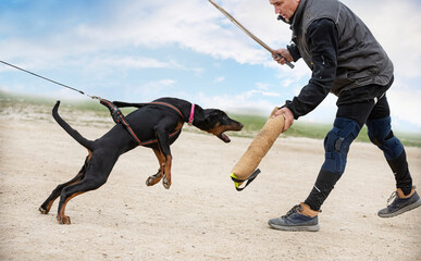 training of dobermann pinscher
