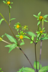 In nature, the grass grows bidens frondosa