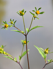 In nature, the grass grows bidens frondosa