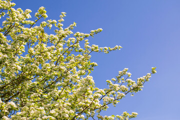 blossoming apple tree