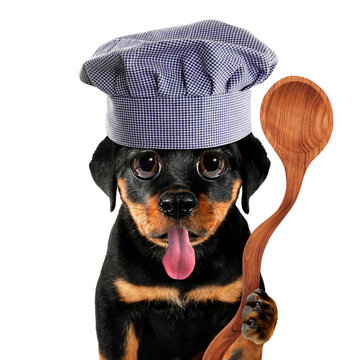 Cute cool puppy chef little dog cook with wooden cooking ladle funny conceptual image