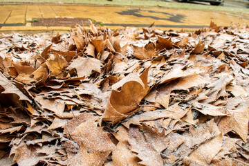 leaves in the forest