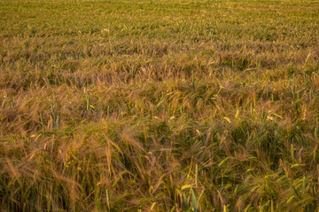 field of wheat