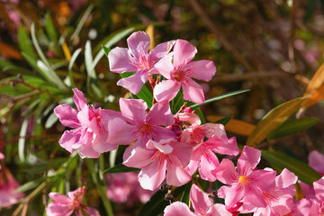 View of the blossom flowers of the Oleander (Nerium oleander) in the garden.