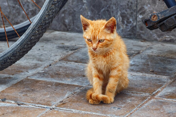 The small yellow cute kitty on the street of the Essaouira in Morocco.