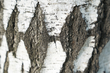 The trunk of a birch tree. Black and white rhombuses and cracked natural texture of Russian birch bark. High quality photo