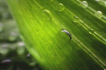 Close-up of the structure of a green leaf of a plant with veins covered with drops of moisture....