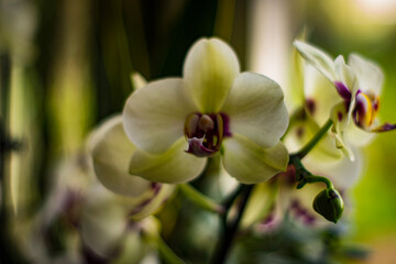 Naklejka premium orchid on green background