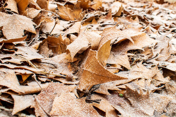 leaves on the ground