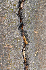 Crack on gray damaged asphalt road close-up. With fallen autumn leaves. Copy space