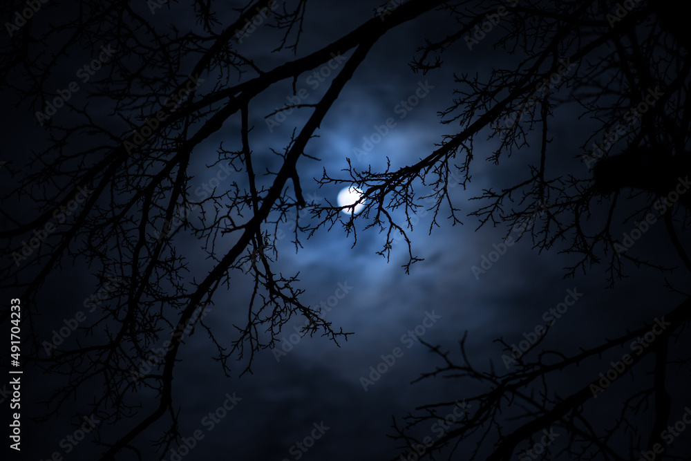 Wall mural the full moon in cloudy sky seen through branches of trees at night