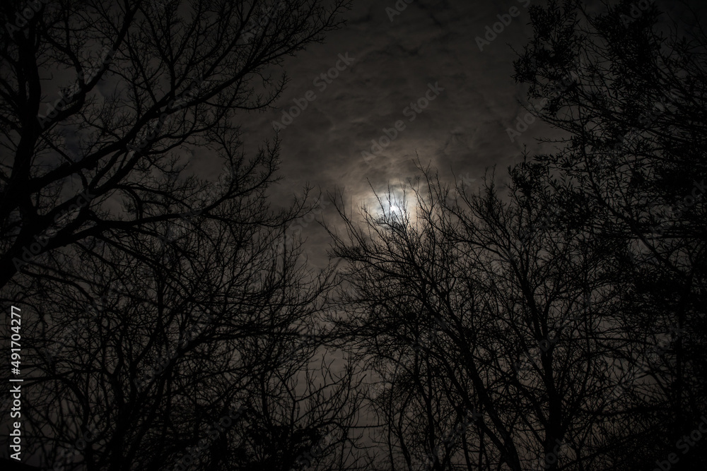 Wall mural the full moon in cloudy sky seen through branches of trees at night