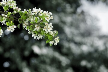 A blurred background with a small fresh flower