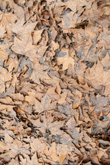stone wall texture