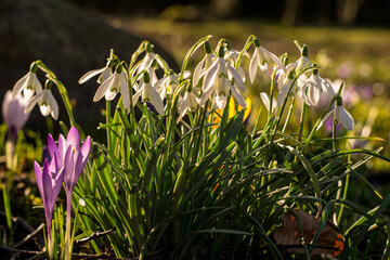 spring crocus flowers