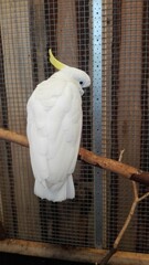 Biała kakadu siedząca na gałęzi w klatce