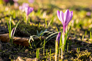 spring crocus flowers
