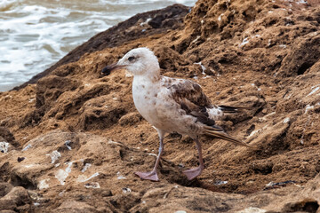 The young yellow-legged gull on the volcanic shore of the Atlantic Ocean in the area of Essaouira in Morocco.