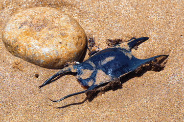 Egg case of the Thornback ray (Raja clavata) on the sandy beach of the Atlantic ocean coast. Morocco.