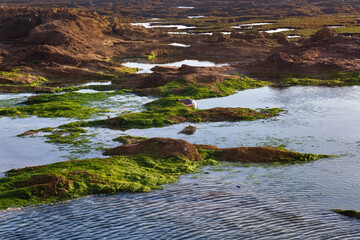 Surface of the volcanic shore of the Atlantic Ocean in the area of Essaouira in Morocco in the low tide time.