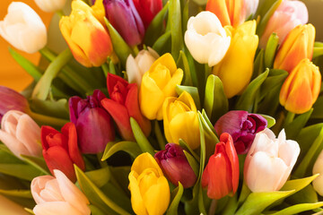 A tulip, a bouquet of tulips. A gift for March 8, International Women's Day. Festive decor with flowers. Bouquet with colorful tulips. Red tulip, yellow tulip. Festive floral decor.