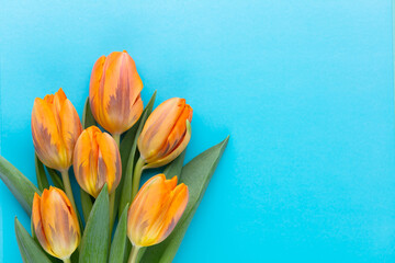 Orange tulips on the pastel background.