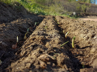Planting onions on the garden bed.Agriculture concept. High quality photo
