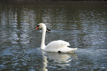 Mute swan swimming in the park pond