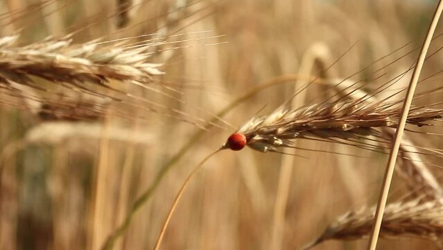 Ears of golden wheat close up. ladybug sit on ears of wheat. Rural Scenery under Shining Sunlight. Background of ripening ears of wheat field. Rich harvest Concept. background of blue sky with clouds.