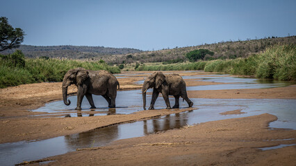 Fototapeta na wymiar éléphants Afrique safari