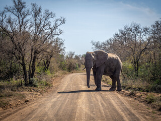 éléphant route safari Afrique