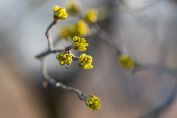Spring plant. Budding green bud on a twig.